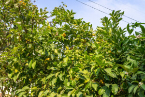 (16F) Copy of DSC03938